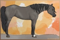 Horse Color:Grullo 