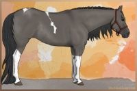 Horse Color:Grullo Tobiano Rabicano