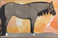 Horse Color:Grullo 