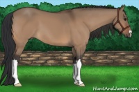 Horse Color:Bay Dun 