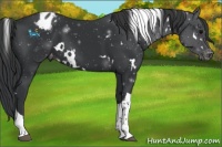 Horse Color:White Spotted Black Tobiano Blanket