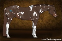 Horse Color:White Spotted Liver Chestnut Tobiano 