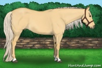 Horse Color:Palomino Dun