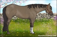 Horse Color:Smoky Grullo