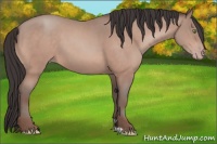 Horse Color:Sable Champagne Mushroom 