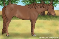 Horse Color:Chestnut Rabicano 