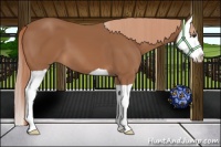 Horse Color:Chestnut Splash 
