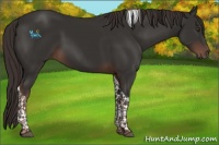 Horse Color:Liver Chestnut Tobiano 