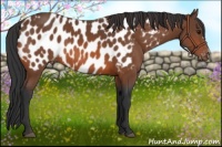 Horse Color:Bay Appaloosa
