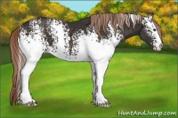 Horse Color:White Spotted Liver Chestnut 