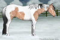 Horse Color:Bay Ice Tobiano 