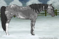 Horse Color:Black Ice