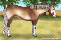 Horse Color:Silver Bay Onyx Splash Rabicano 