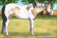 Horse Color:Bay Onyx Tobiano Frame Rabicano 