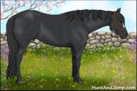 Horse Color:Black 