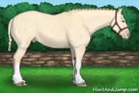 Horse Color:Gold Cream Champagne Dun 