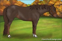 Horse Color:Liver Chestnut 
