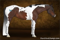Horse Color:Brown Tobiano 