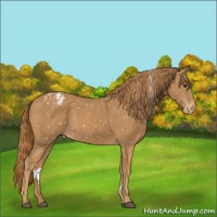 Horse Color:Chestnut Appaloosa 