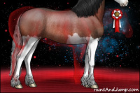 Horse Color:Bay Roan Splash Rabicano 