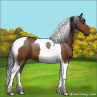 Horse Color:Bay Tobiano 