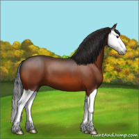 Horse Color:Bay Splash 