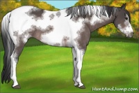 Horse Color:Platinum Brown Tobiano Frame 