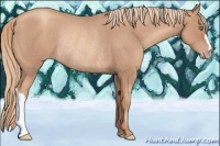 Horse Color:Gold Champagne Roan Rabicano