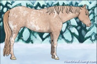 Horse Color:Gold Champagne Ice Rabicano