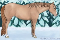 Horse Color:Gold Champagne Sabino Rabicano