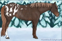 Horse Color:Liver Chestnut Appaloosa Rabicano