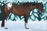 Horse Color:Brown Appaloosa Rabicano 