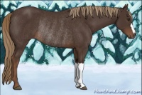 Horse Color:Liver Chestnut Rabicano 