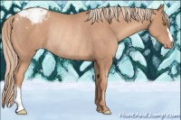 Horse Color:Gold Champagne Appaloosa Rabicano