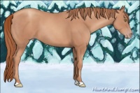Horse Color:Gold Champagne 