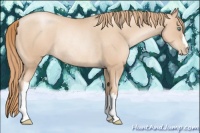 Horse Color:Gold Champagne Pearl Rabicano