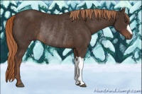 Horse Color:Liver Chestnut Rabicano 