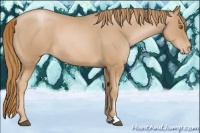 Horse Color:Chestnut Pearl Appaloosa 