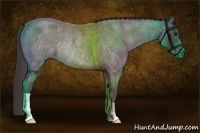 Horse Color:Smoky Blue Roan Rabicano 