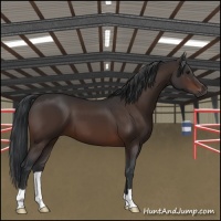 Horse Color:Brown 