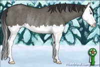 Horse Color:Grullo Sabino Splash Rabicano 