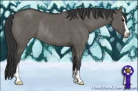 Horse Color:Grullo Sabino Rabicano 