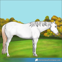 Horse Color:Bay Dun Splash Varnish 