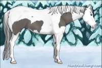 Horse Color:Grullo Sabino Splash Tobiano 