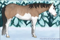 Horse Color:Bay Dun Splash Rabicano