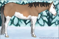 Horse Color:Bay Dun Splash 