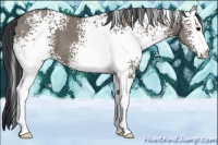 Horse Color:White Spotted Grullo 