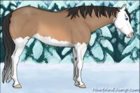 Horse Color:Bay Dun Splash 