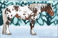 Horse Color:White Spotted Liver Chestnut Appaloosa 
