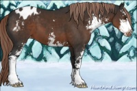 Horse Color:Liver Chestnut Sabino Appaloosa 